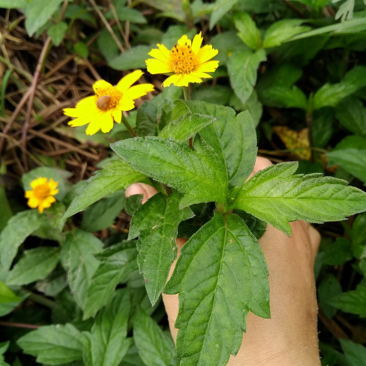 蟛蜞菊的功效与作用(蟛蜞菊的功效与作用图片)