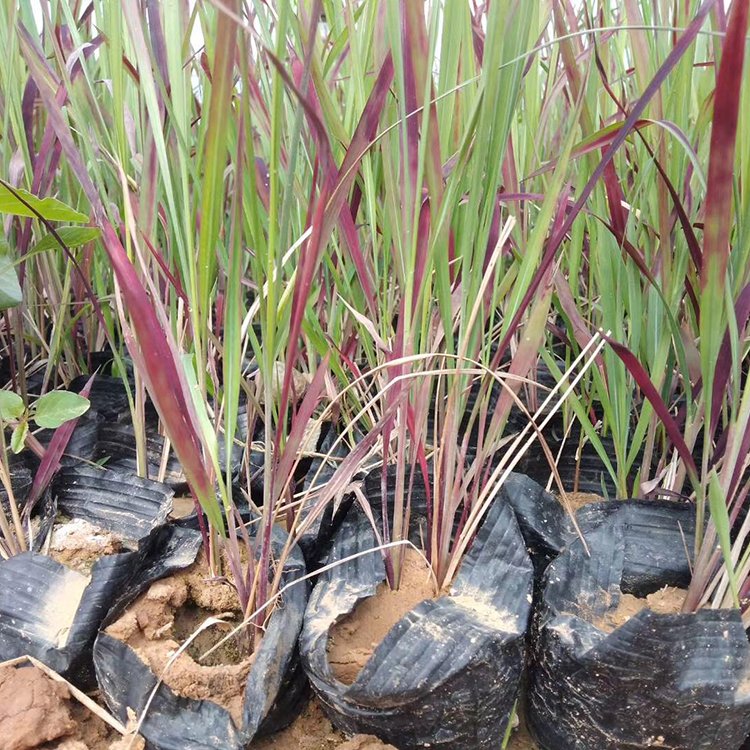 日本血草小苗 日本血草袋苗 彩葉植物 自家苗圃供應