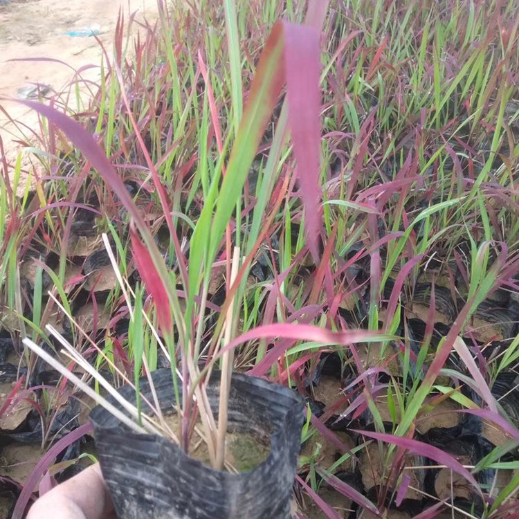 日本血草小苗 日本血草袋苗 彩葉植物 自家苗圃供應