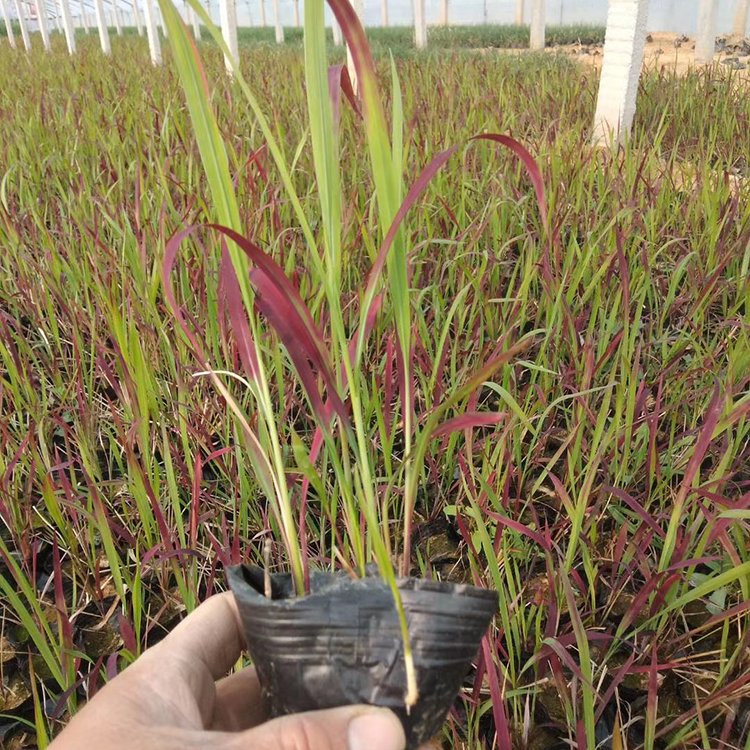 日本血草小苗 日本血草袋苗 彩葉植物 自家苗圃供應