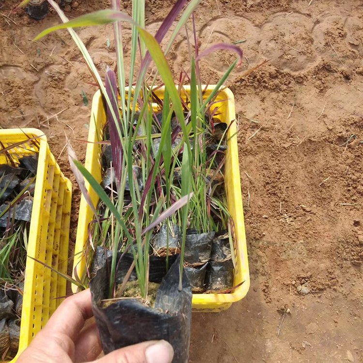 日本血草小苗 日本血草袋苗 彩葉植物 自家苗圃供應