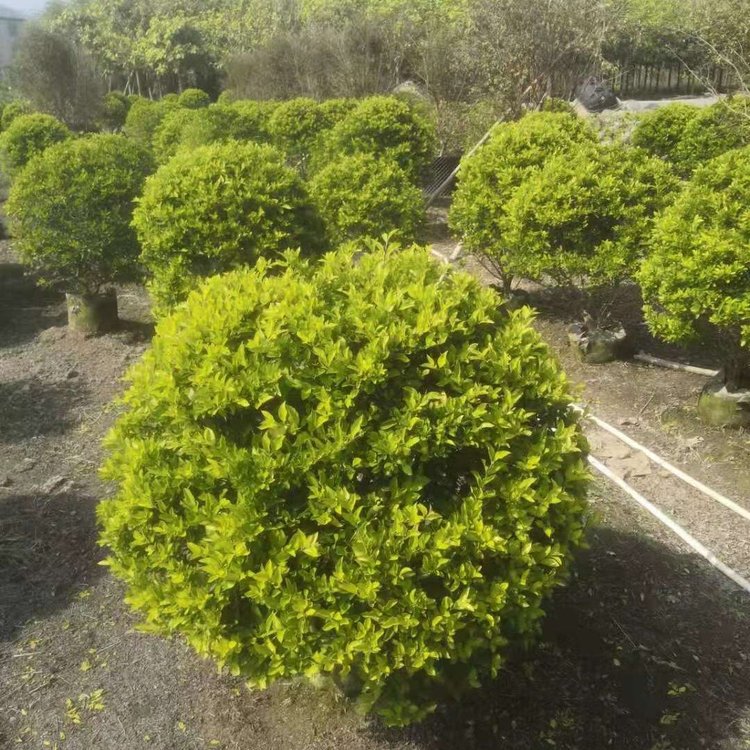 黄金叶球容器苗 金叶假连翘球袋苗 多规格供应