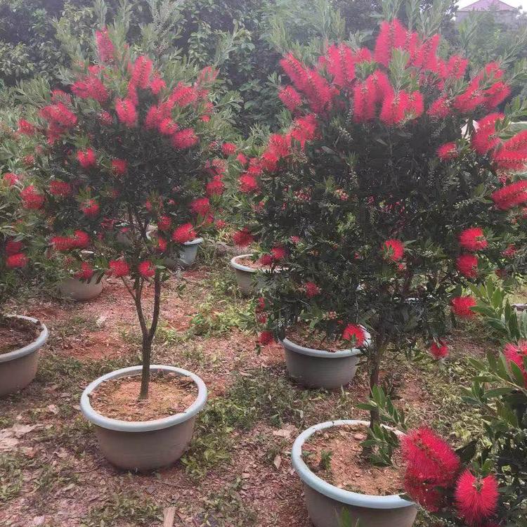 美花红千层容器苗 美花红千层袋苗 多规格供应 园林绿化工程供应商