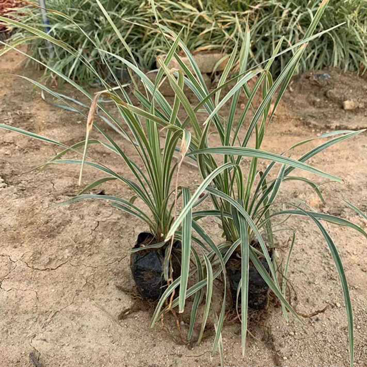 银边沿阶草小苗 银边沿阶草袋苗 书带草 观赏草 常绿植物