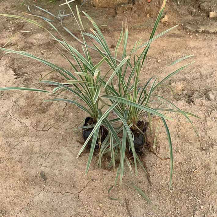 银边沿阶草小苗 银边沿阶草袋苗 书带草 观赏草 常绿植物