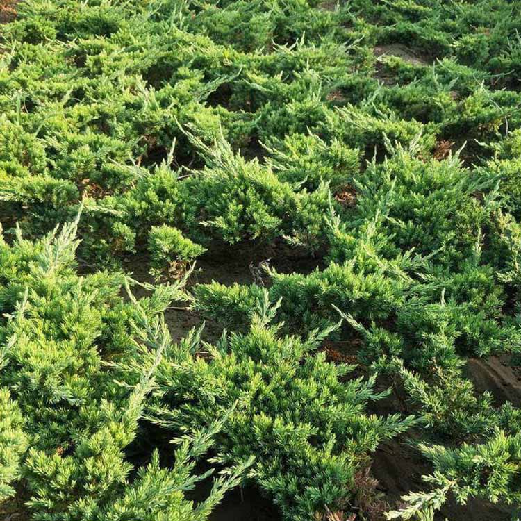 真柏树苗 造型真柏桩头 福建漳州绿化苗木基地