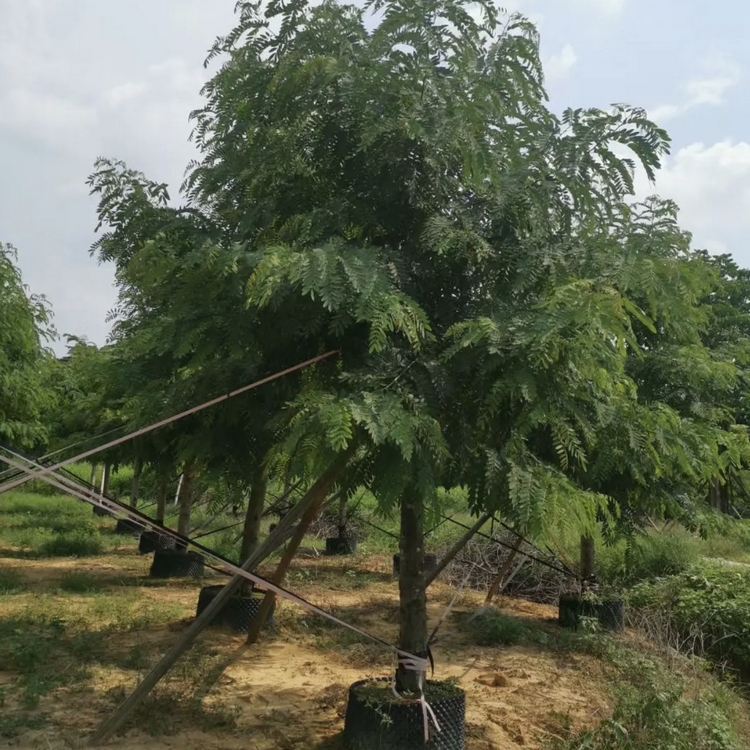 铁多木树移植苗铁多木树容器苗福建基地批发