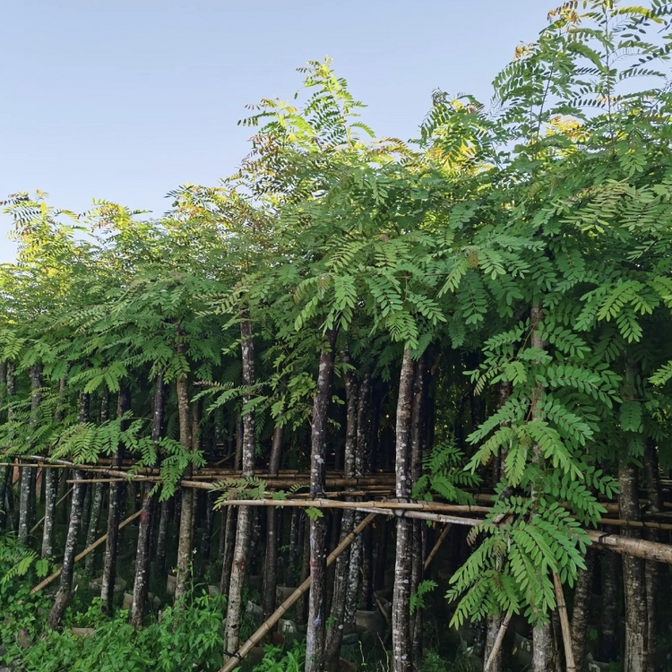 铁多木树移植苗铁多木树容器苗福建基地批发