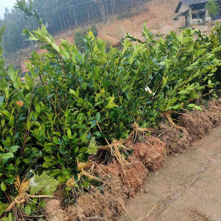 油茶苗基地批发 油茶小苗 油茶袋苗 大量供应