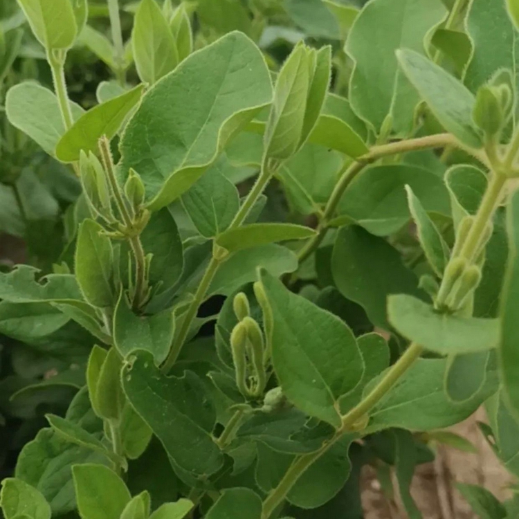 金银藤袋苗子风藤小苗二色花藤绿化藤本植物大量批发
