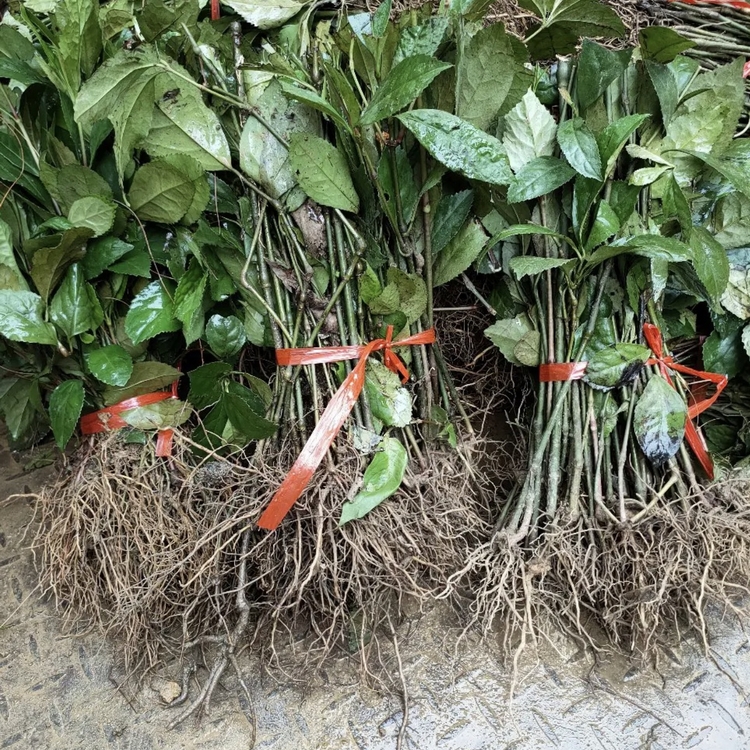 草珊瑚袋苗 草珊瑚小苗 多规格供应 基地批发