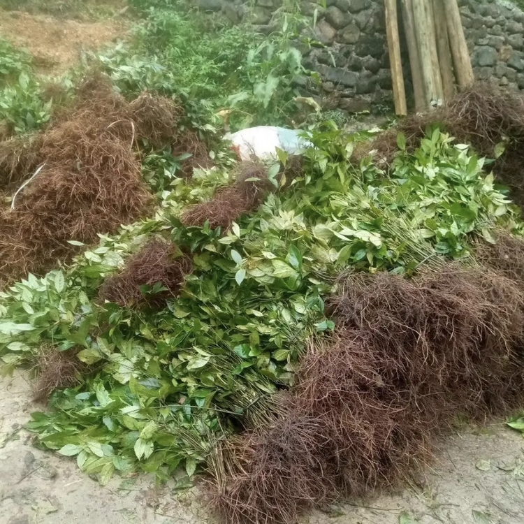 草珊瑚袋苗 草珊瑚小苗 多规格供应 基地批发
