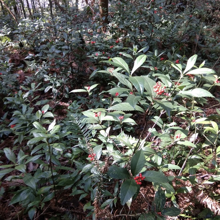 草珊瑚袋苗 草珊瑚小苗 多規格供應 基地批發