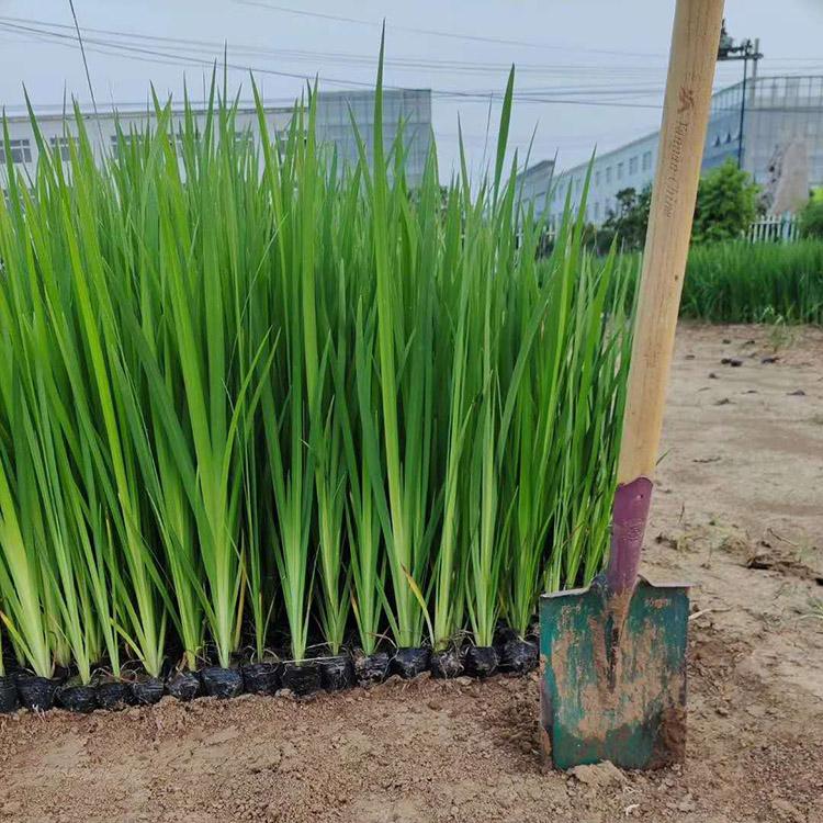 黄菖蒲袋苗 黄菖蒲小苗 黄花鸢尾苗 漳州基地批发