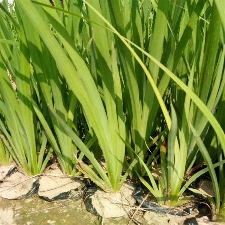 黄菖蒲袋苗 黄菖蒲小苗 黄花鸢尾苗 漳州基地批发