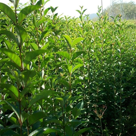 苗圃出售大叶女贞米径7公分8公分道路两侧行道绿化树