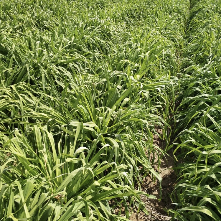 黄花菜小苗批发 萱草花裸根苗 金针菜袋苗 观赏花草