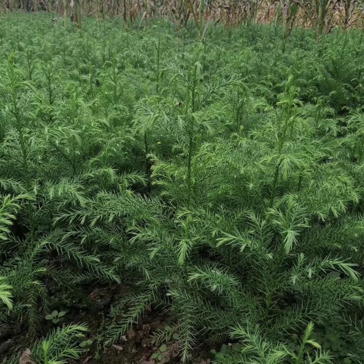 供应马尾松树苗青松小苗山松枞松福建松树种植基地