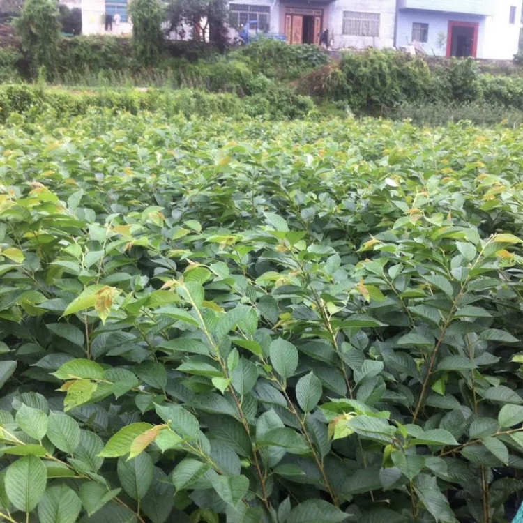 日本樱花小苗日本晚樱树苗重瓣樱花容器苗多种规格风景树