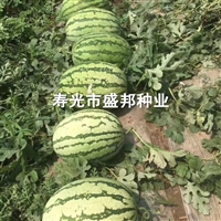 8424西瓜苗 嫁接西瓜苗 直播西瓜苗 美都 红玉 2K 小兰礼品瓜