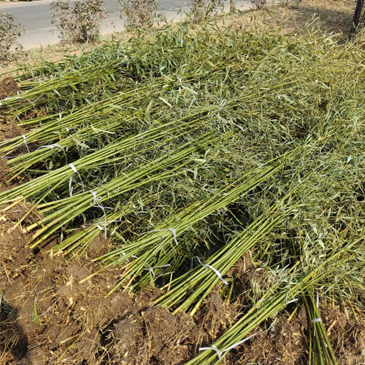 四季竹出售 1公分2公分竹子 假山小区绿化