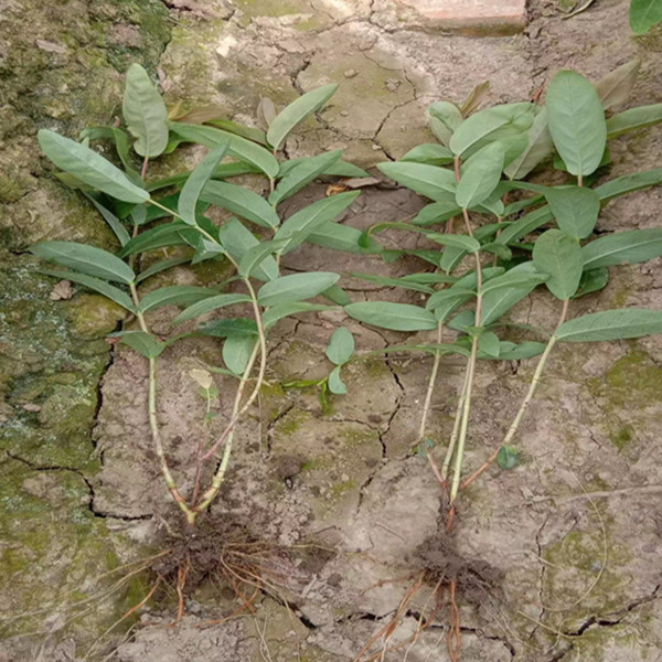 常年供应绿化苗木金丝桃苗3060公分货源充足