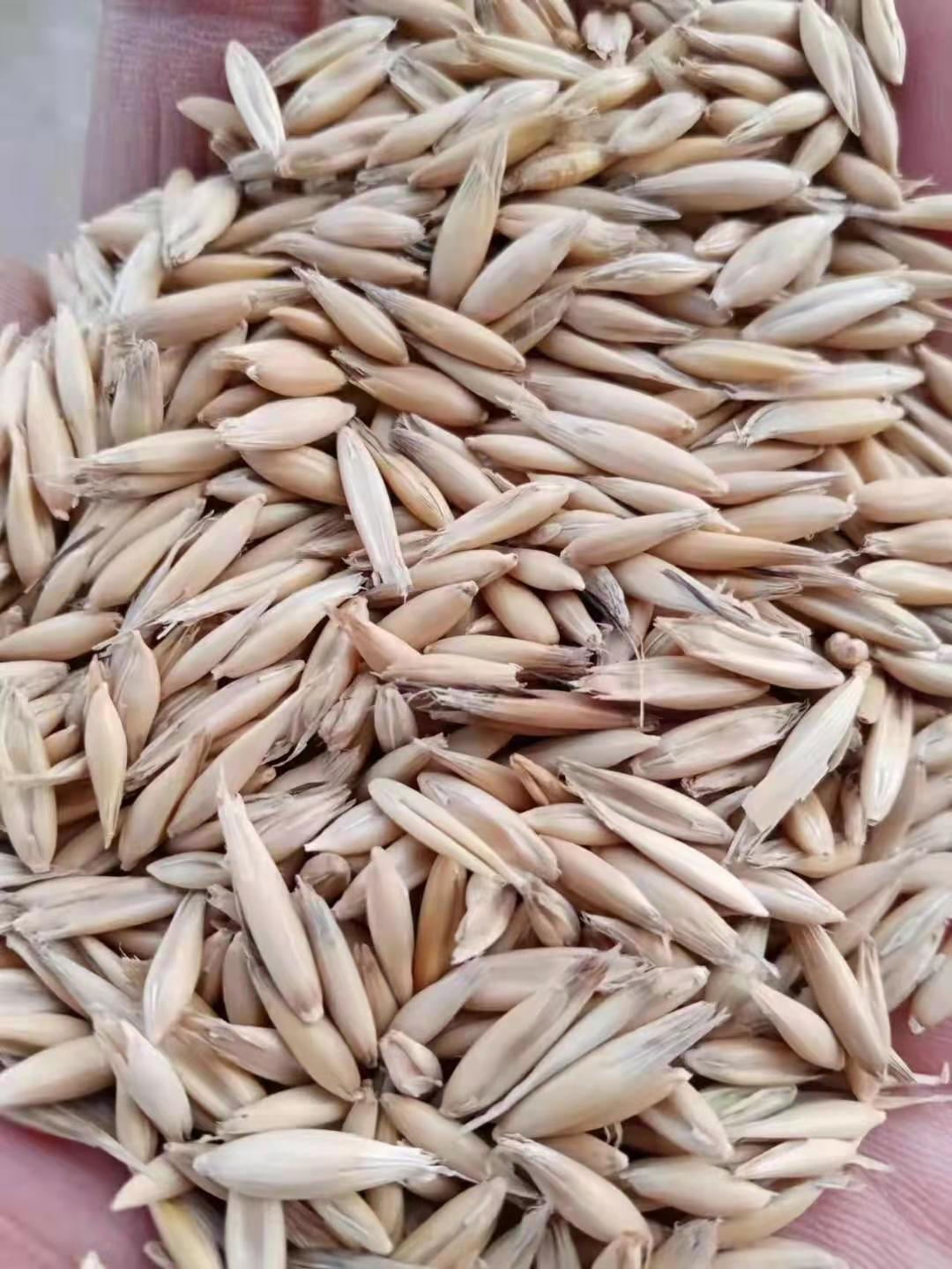 新品种燕麦种子牧草种子大量供应