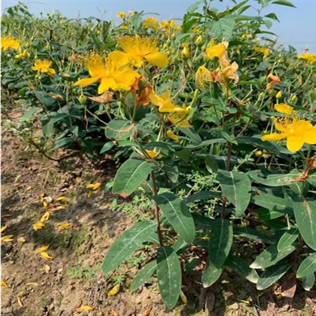 常年供应绿化苗木金丝桃苗3060公分货源充足