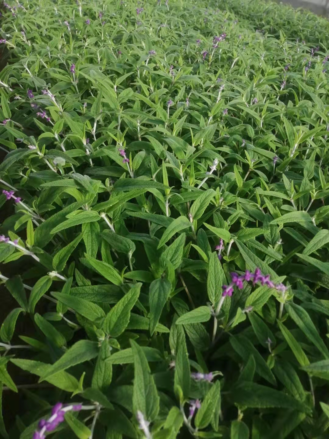 墨西哥鼠尾草红盈花卉公园绿化紫绒鼠尾草