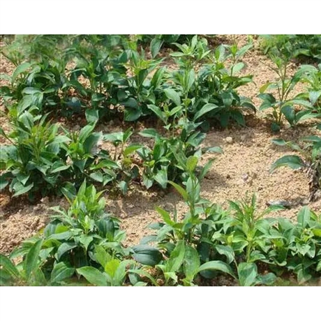 防風(fēng)苗供應(yīng)商 中藥材種植基地批發(fā) 量大從優(yōu)