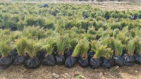 一年湿地松容器苗-湿地松批发-湿地松的价格-林之源种植合作社