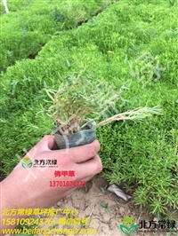 佛甲草原形态及生境分布-北京佛甲草批发基地