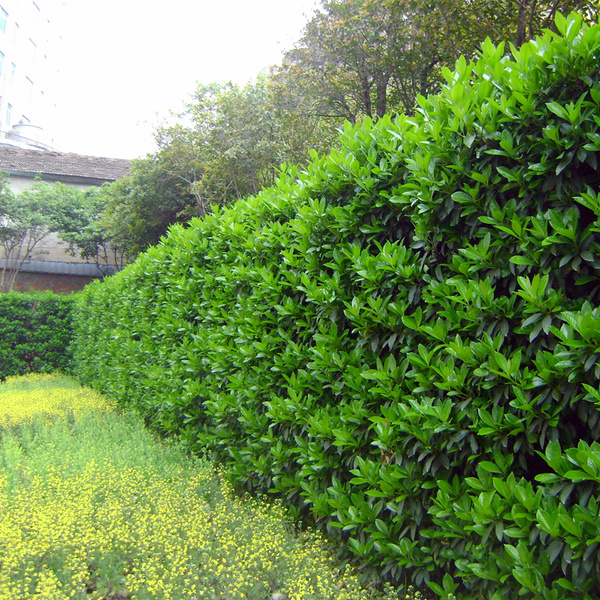 北海道黄杨和冬青的区别(北海道黄杨和冬青树哪个做墙比较好)