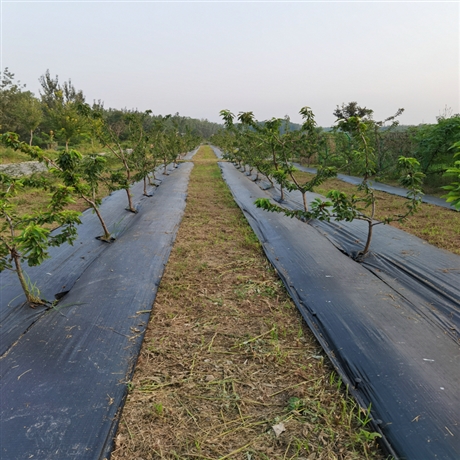 防草布畝成本 葡萄園防草布用寬度 防草地布的功能