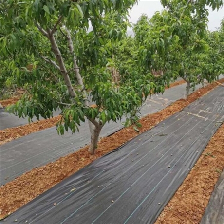 果園遮草布 100克防草布 防草地布鋪設(shè)步驟