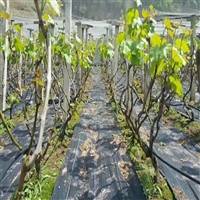 河北园艺防草布生产厂家 辣椒种植铺防草布 4米宽6米长防草布