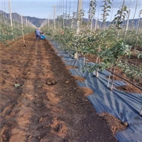 大同葡萄地防草布厂家 蓝莓种植基地园艺地布 草莓育苗地防草布