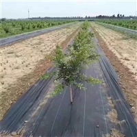 山东抗老化除草布价格 果园大棚黑色除草地布 蓝莓地农田防草布