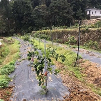 银川育苗防草布厂家 花椒园用PE黑色防草地布 大棚葡萄园抑草布