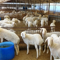梁山县澳洲白母羊繁殖率高