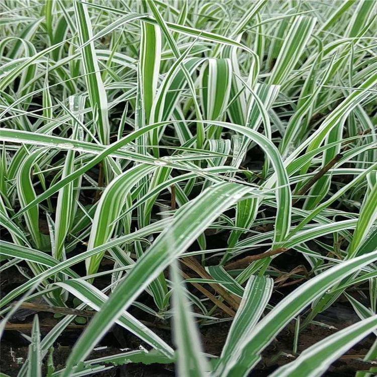 水生植物玉帶草為虉草屬植物多年生有根莖葉片扁雲澤花卉