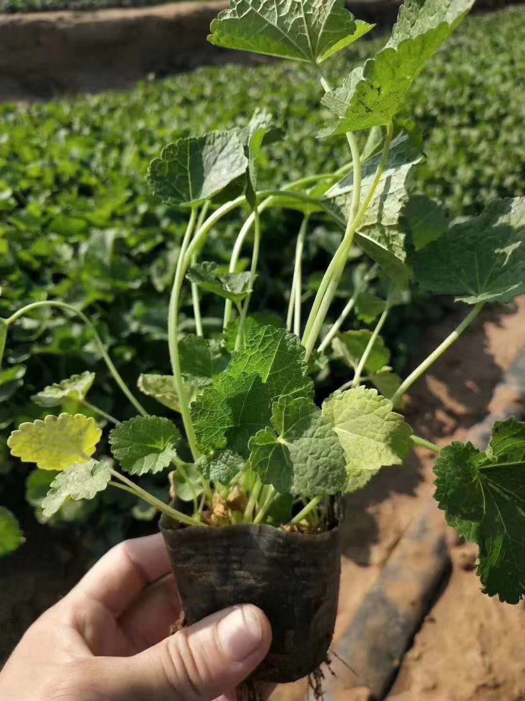 单瓣蜀葵盆栽苗价格045元蜀葵供应厂家报价