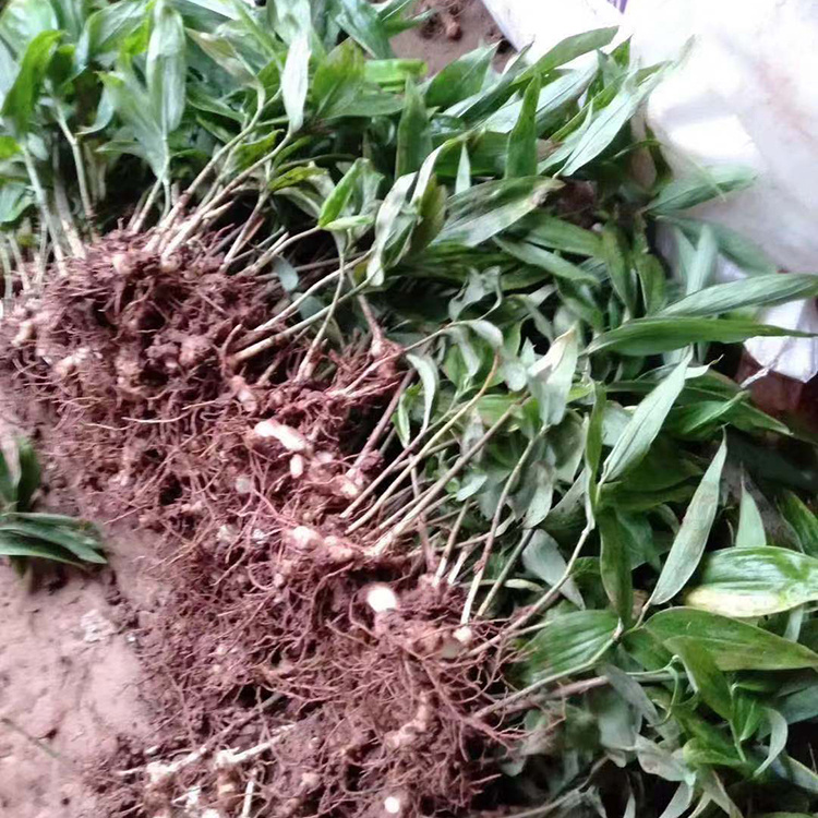 黄精籽育苗 块茎苗 根系发达 黄精种植基地批发1-3年苗