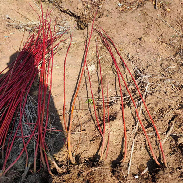 江苏耐寒红瑞木 产地大量出售红瑞木苗0.3-1米高红麻球