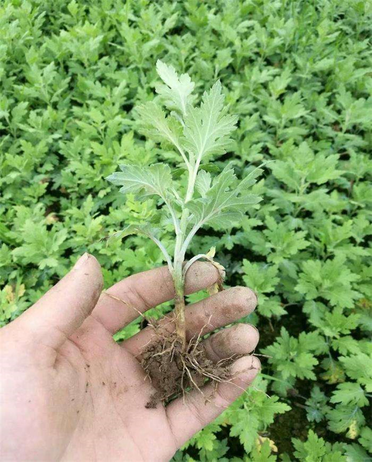 药用菊花苗菊花苗除草剂菊花苗育苗方法产地种植方法