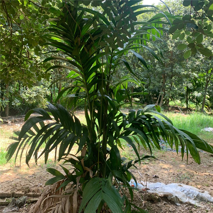 山药槟榔批发 山药槟榔报价 福建基地直供 量大从优