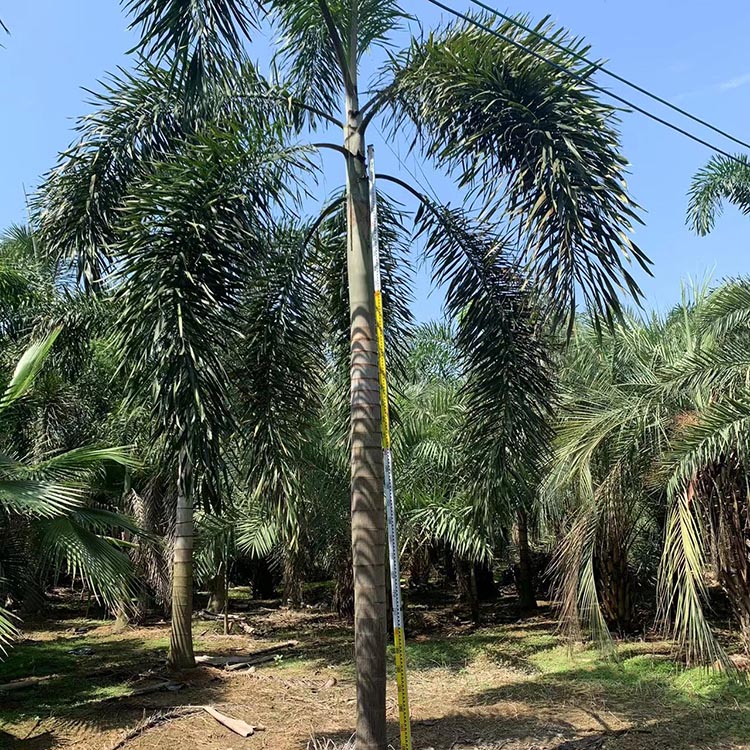 狐尾棕基地供应 移植狐尾棕容器苗 公园造景 道路绿化苗木