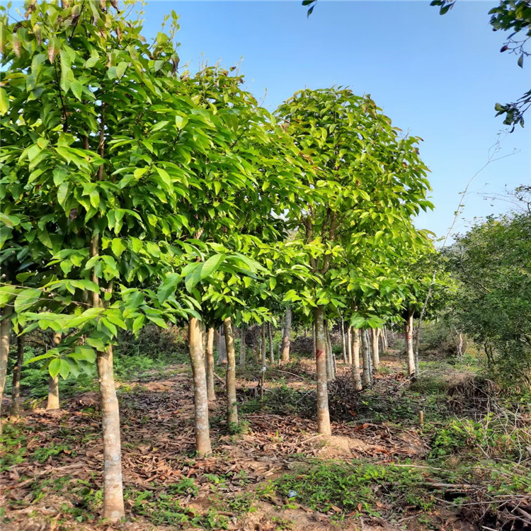 白蘭基地供應 移植白蘭樹 庭園觀賞樹 大量批發