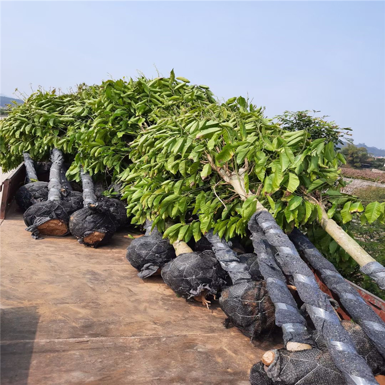 白蘭基地供應 移植白蘭樹 庭園觀賞樹 大量批發