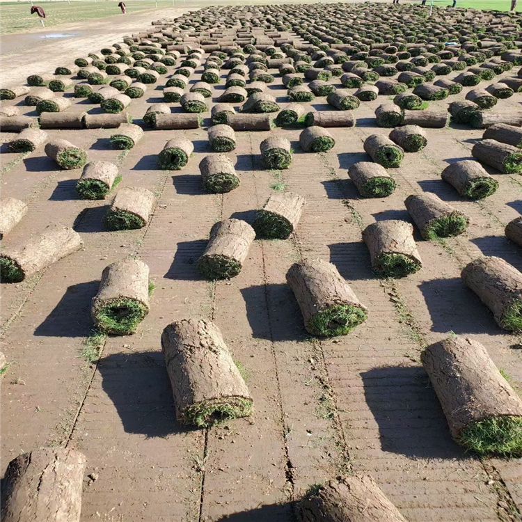 兰引三号草卷 兰引3号草卷 耐践踏 易生长 四季青